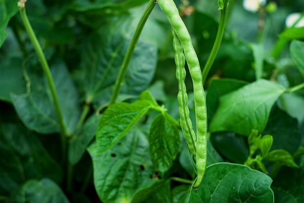 Ο γεωπόνος απαντά: πότε θα βγάλουν λοβούς τα φασόλια;