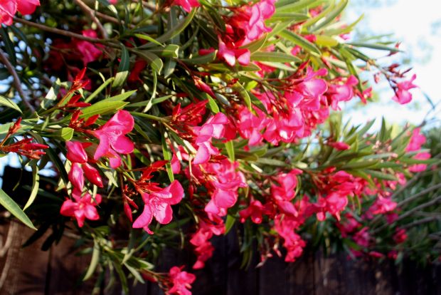 Ο γεωπόνος απαντά: σε όλους και για όλα