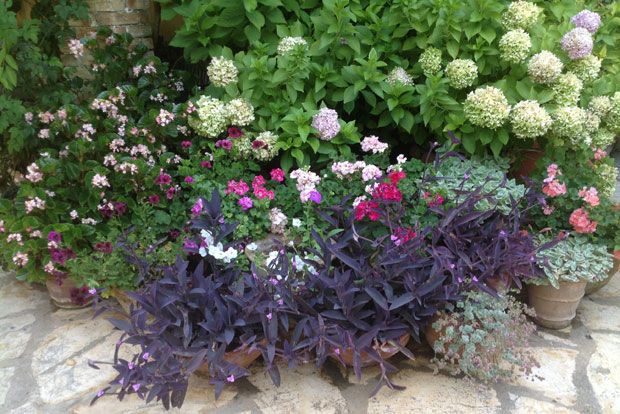 Ο κήπος στην κάψα του καλοκαιριού