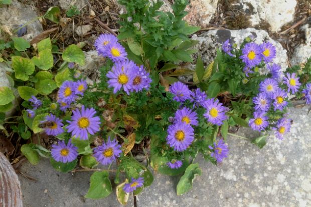 Ο κήπος τον Οκτώβριο: έχει απ’ όλα!