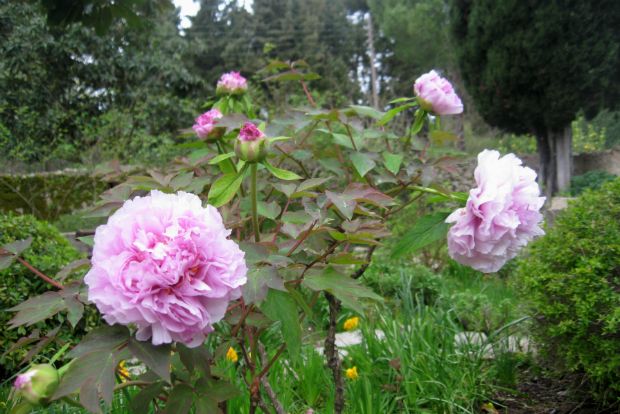 Ο κήπος του Απρίλη