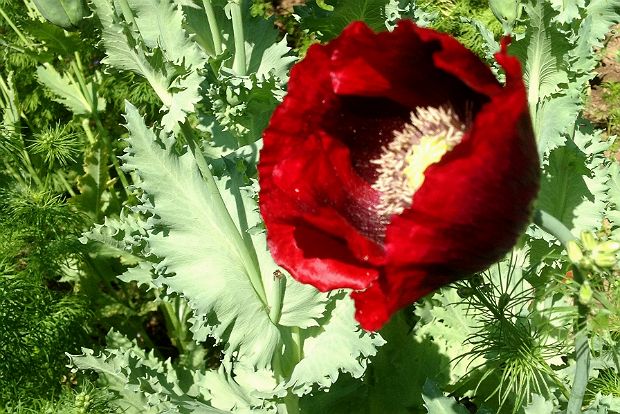 Ο κόκκινος Μάης