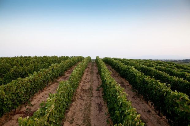 Ο μέγας «Ανατολικός Αμπελώνας»