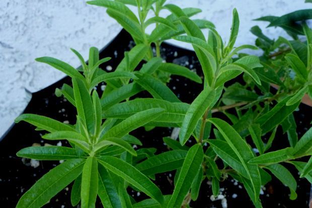 Ο Άντυ συμβουλεύει: λουίζα σε γλάστρα