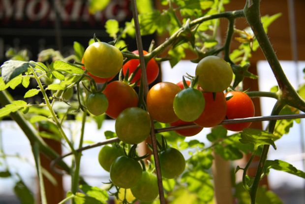 Ο πρωτάρης φυτεύει ντοματίνια