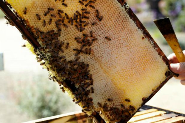 Ο πρωτάρης και το μέλι