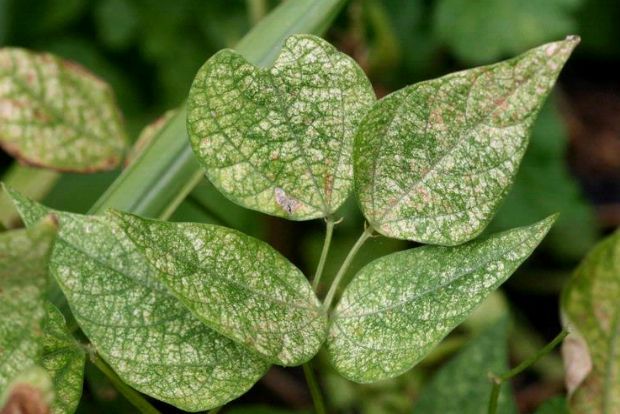 Ο τετράνυχος χτυπά τώρα, στις ζέστες