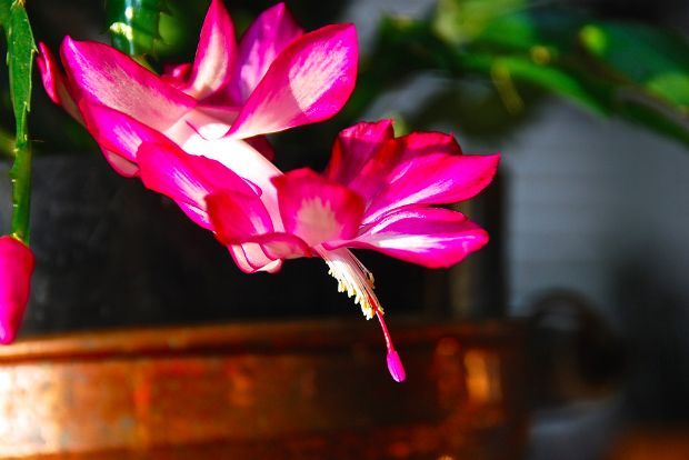 Ο τροπικός Κάκτος των Χριστουγέννων