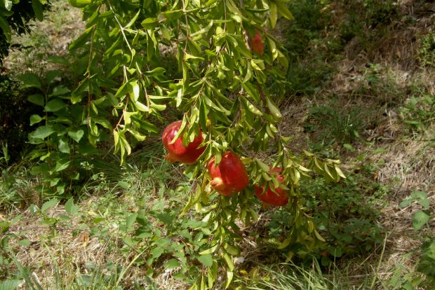 Ωδή στην καταφρονεμένη ροδιά