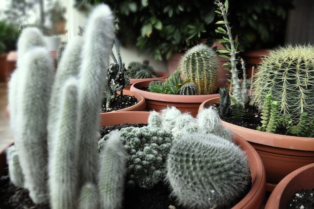 Οδηγίες συμπεριφοράς προς κάκτους