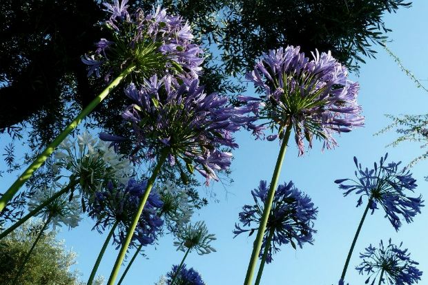 Οι αγάπανθοι του Γιώργου Σεφέρη