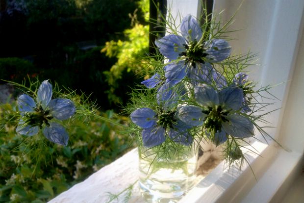 Οι άγριοι μαγιάτικοι μποκέδες