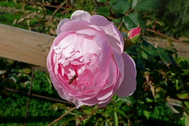 Οι εκατόφυλλες τριανταφυλλιές του Λεβάντε