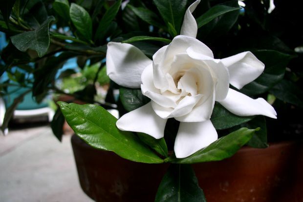 Οι φροντίδες της γαρδένιας