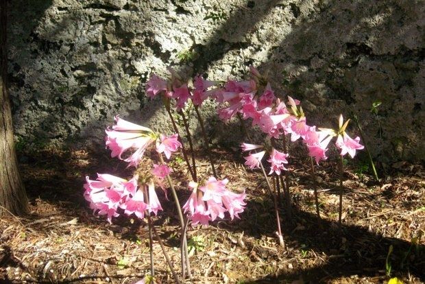 Οι γυμνές κυρίες ξεπρόβαλαν