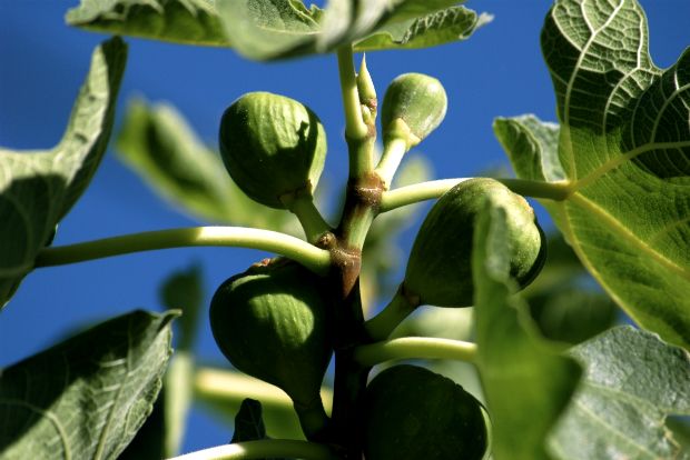 Οι κρεμαστοί κήποι της συκιάς