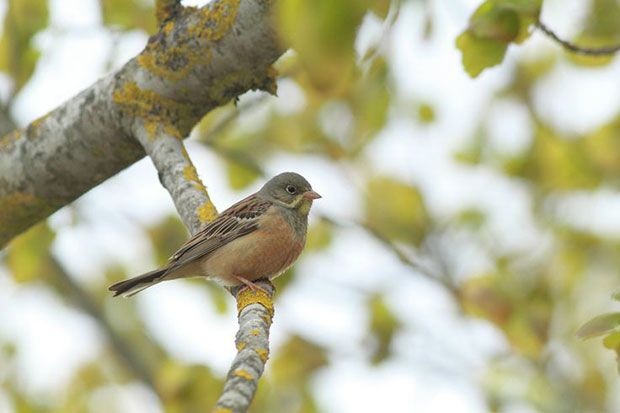 Οι ορτολανοφάγοι