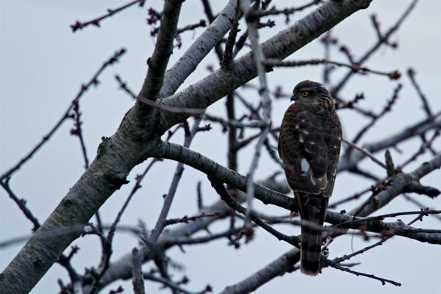 Οι θηρευτές της κρίσης