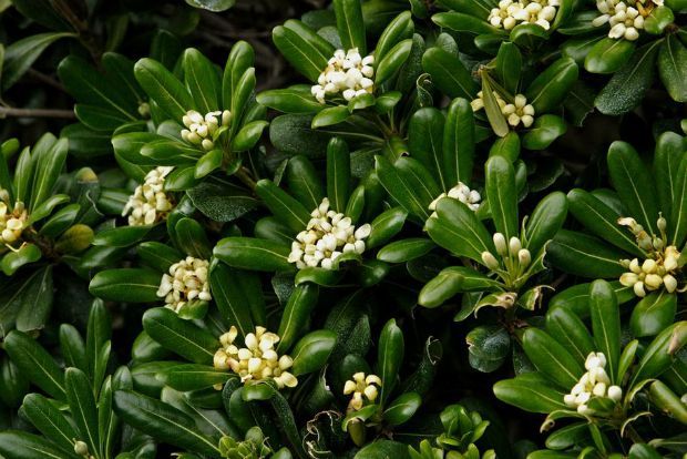 Οι τρεις Αγγελικές