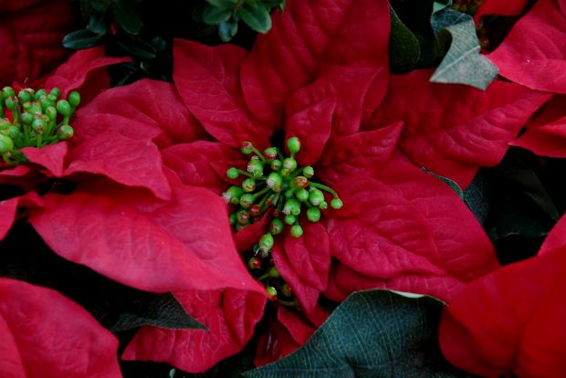 Οι τρίμετροι Αλεξανδρινοί της μαμάς