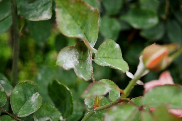 Ωίδιο: Γιατί ασπρίσανε τα φύλλα της τριανταφυλλιάς;