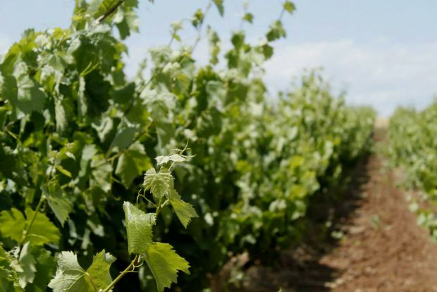 Οίνος και ήχος από χάλκινα