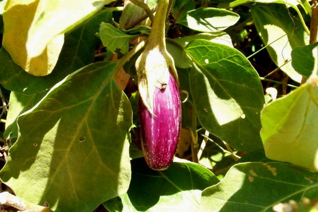 Οκτώβρης: πάμε μια βόλτα στο μποστάνι