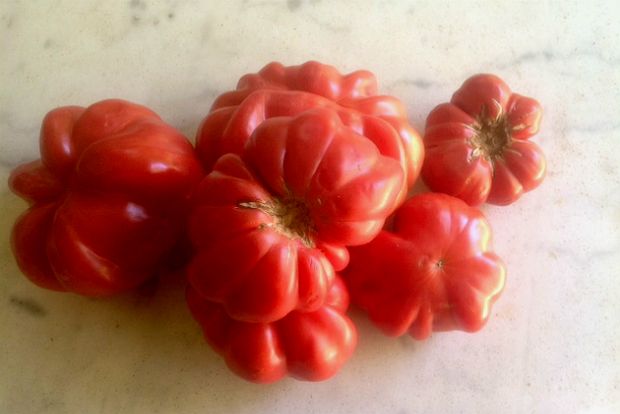 Ονειρεύομαι ντομάτες