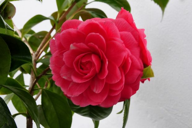 Ωραία μου καμέλια: οι φροντίδες