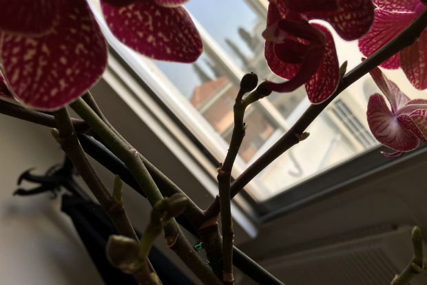 Ορχιδέα στο γραφείο: ένας μήνας και κάτι