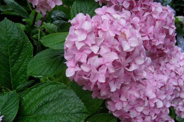 Ορτανσία, καλλονή εξ Ιαπωνίας