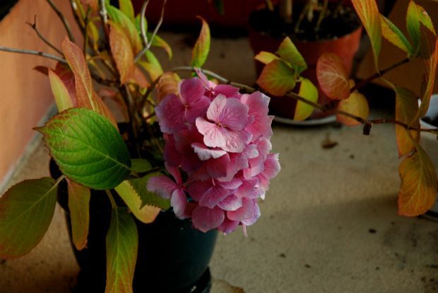 Ορτανσίες σε έκτακτη ανάγκη