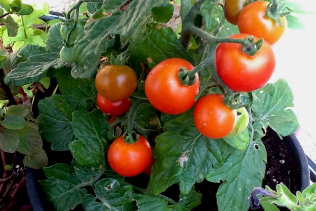 Παίζοντας με κερασένια ντοματάκια