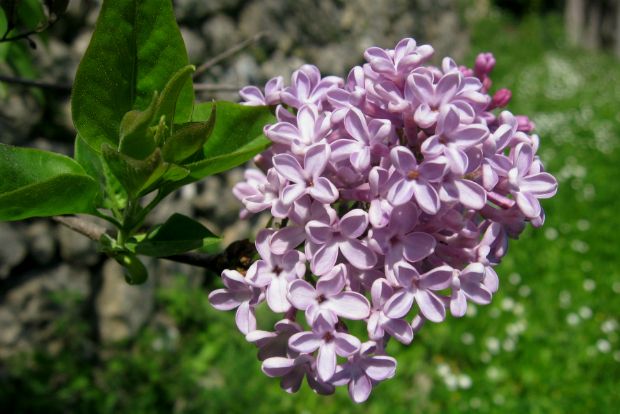 Πάσχα δίχως πασχαλιές