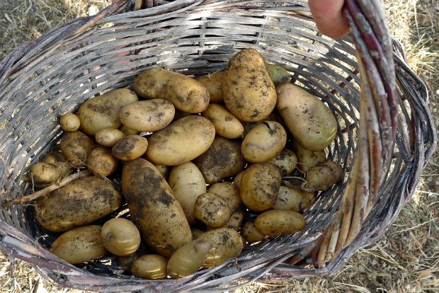 Πατάτες νησιώτικες