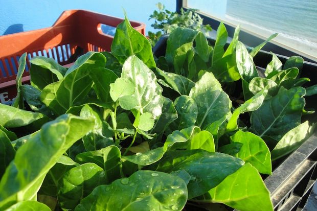 Πέντε αστέρια: το μποστάνι του Μαρτίου