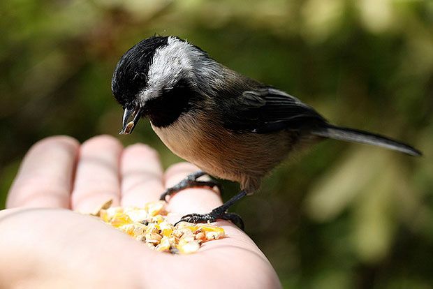 Περί ελευθερίας των σπόρων