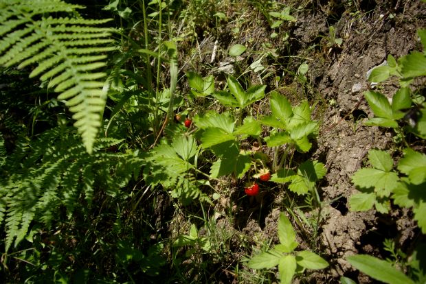Περπατώ, περπατώ εις το δάσος…