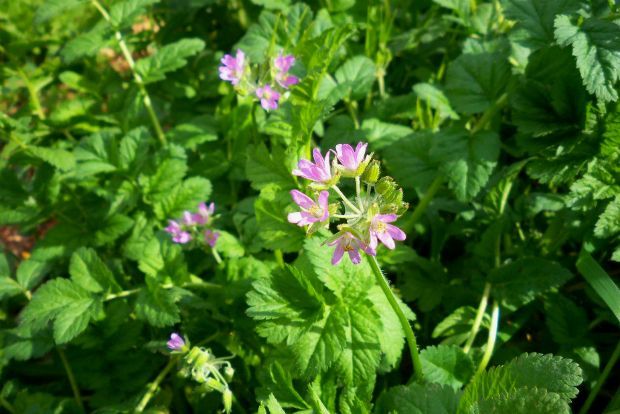 Περπατώ, περπατώ εις τους λόφους…
