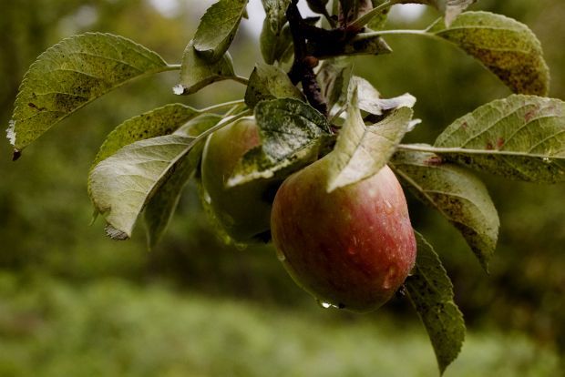 Πετιμέζι από φιρίκια: το μέλι του Κένταυρου