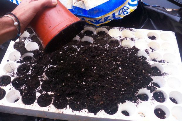 Πιπεριές και μελιτζάνες: πρώτες πρώτες για σπορά