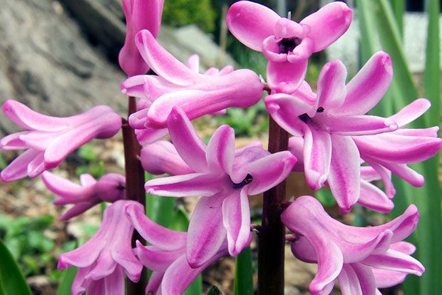 Ποια είναι τα ζουμπούλια;