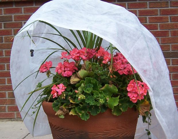 Ποια φυτά προστατεύουμε από τον χιονιά;