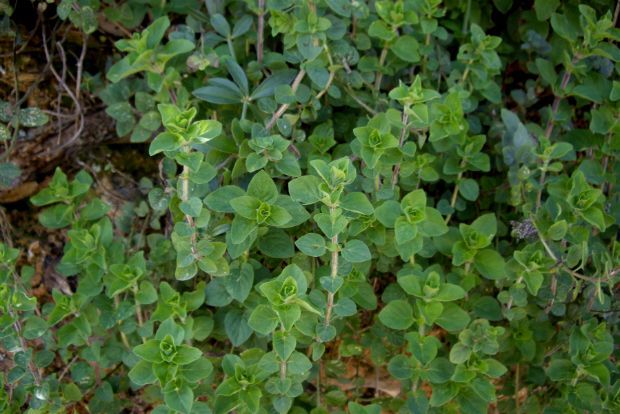 Όποιος έχει πολλή ρίγανη, την κάνει κεφτέδες