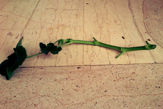 Πολλαπλασιάζω γεράνια σε 5 βήματα