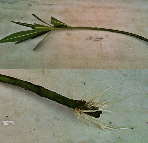 Πολλαπλασιάζω πικροδάφνη με μοσχεύματα