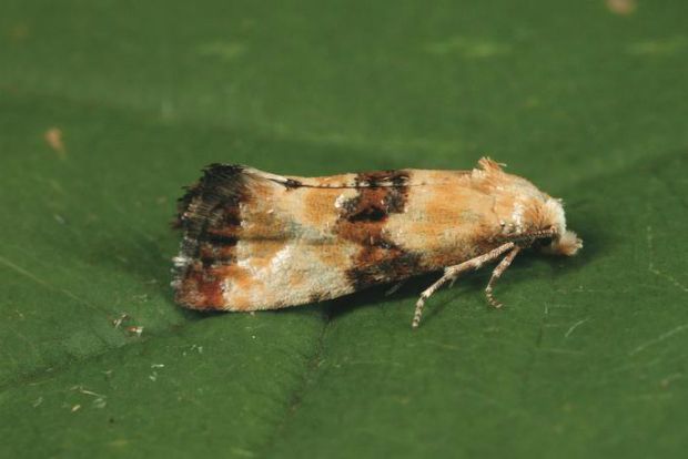 Πώς αντιμετωπίζουμε τον σκώρο του αμπελιού