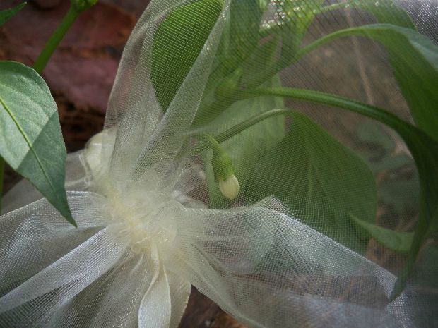 Πώς διαφυλάσσω τους καλούς μου σπόρους;