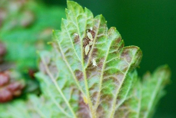 Πώς διώχνω κάμπιες, μελίγκρα και μυρμήγκια;