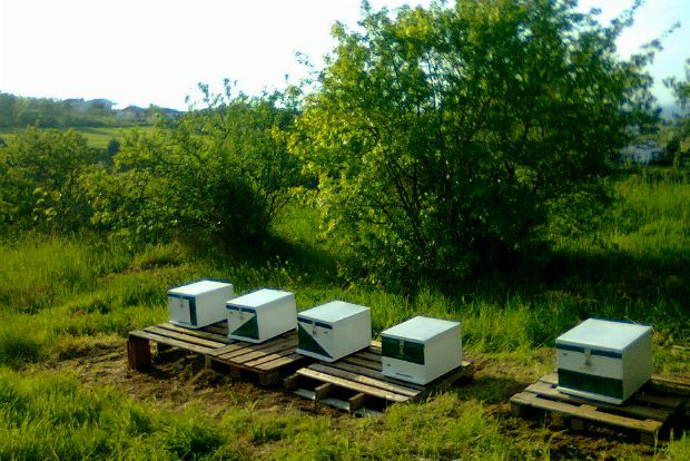 Πώς έγινα μελισσοκόμος